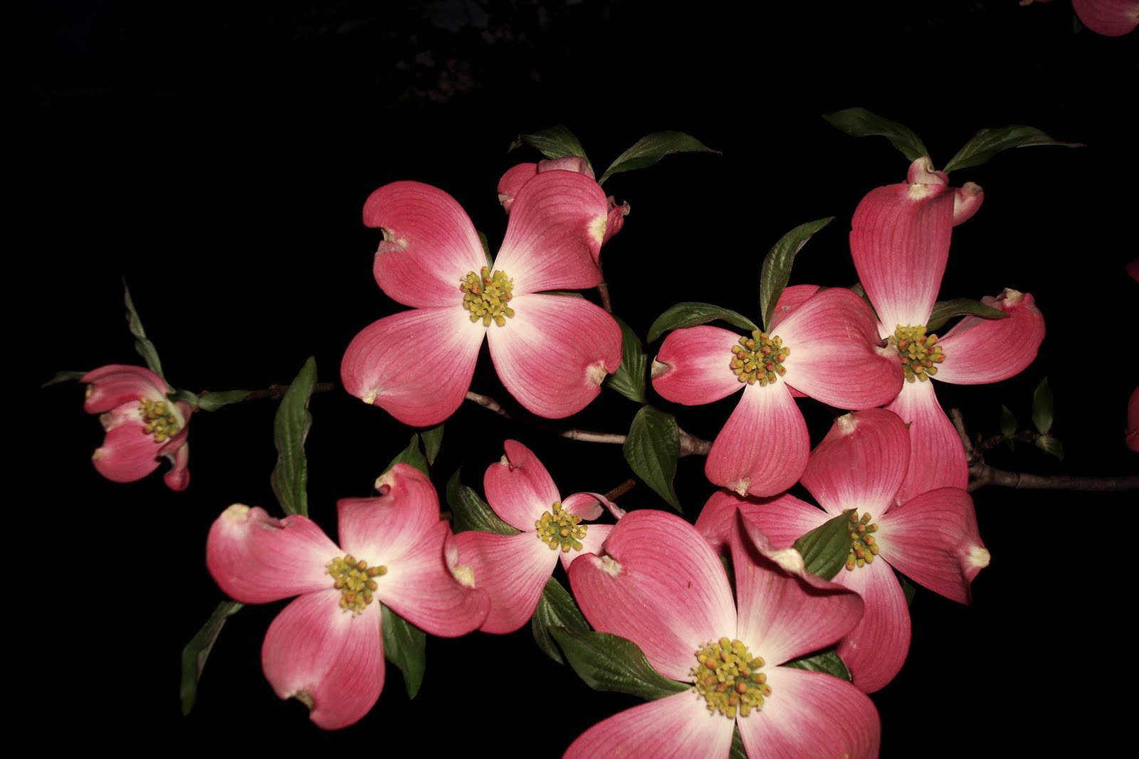Flowers and Nature in my Garden: 2010 04 11