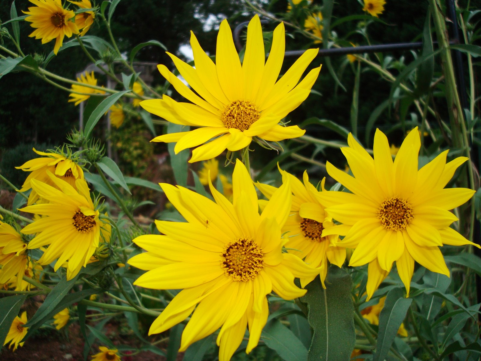 [Sunflower+Maximillion+Sept+11,+2008+007.JPG]