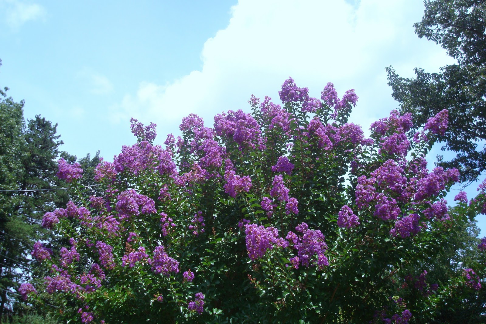 Crepe Myrtle Image