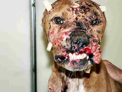 WoundedDog.bmp