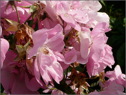 High Altitude Gardening: For the Love of Heirloom Roses