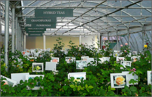 High Altitude Gardening: For the Love of Heirloom Roses