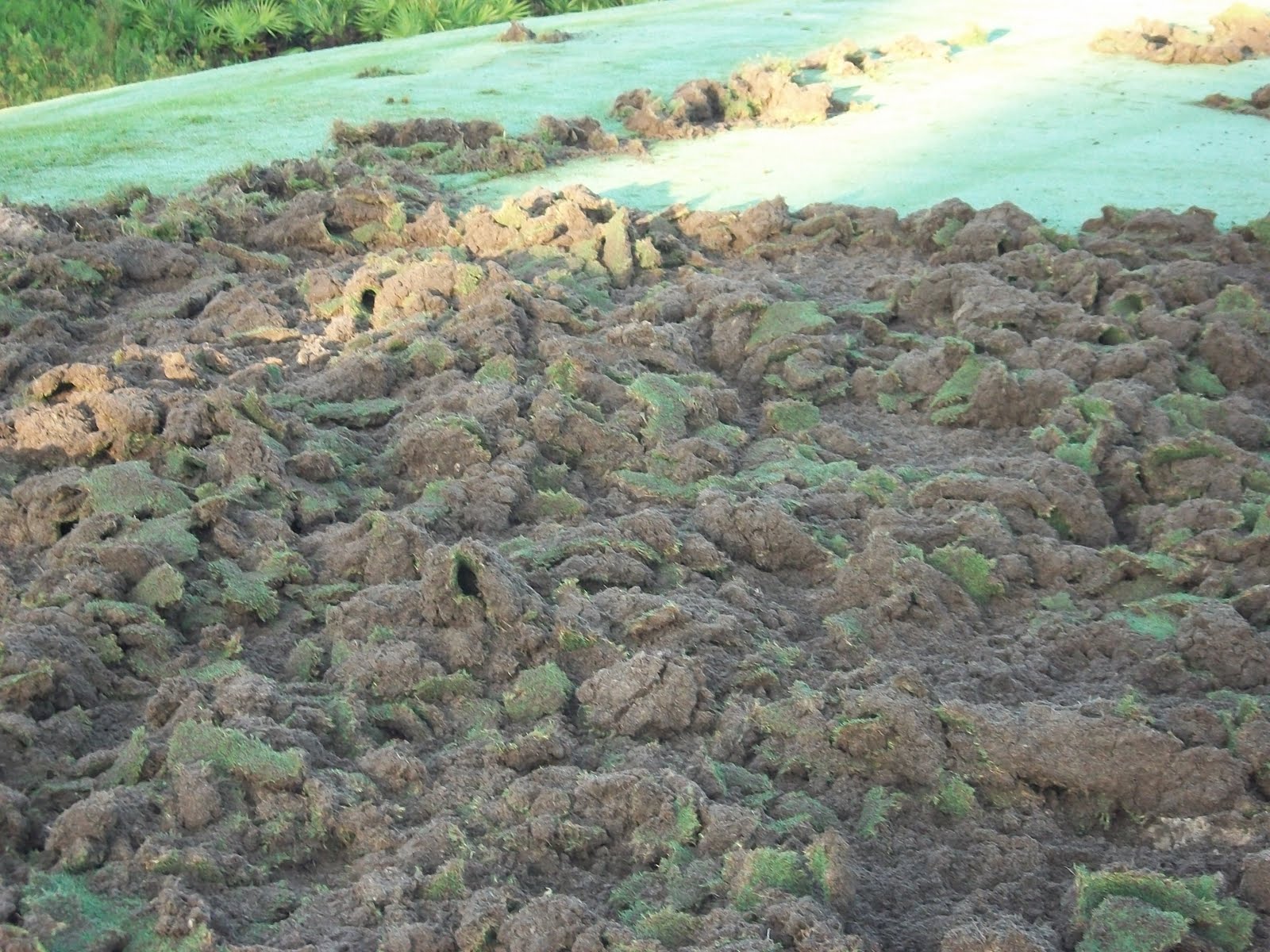 International Golf Maintenance Inc IGM: Wild Hogs Damage Sebastian