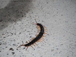 attack centipedes adventures semi