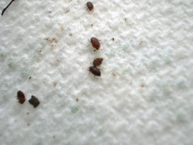 Brown Bugs.JPG