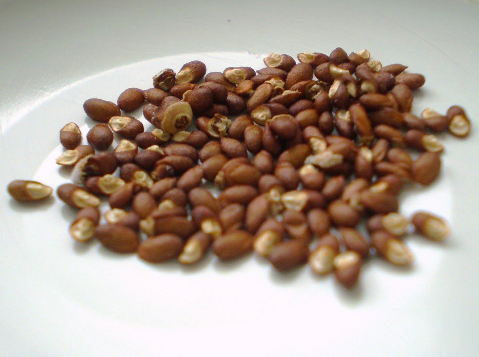 Green Jean mom's herbs