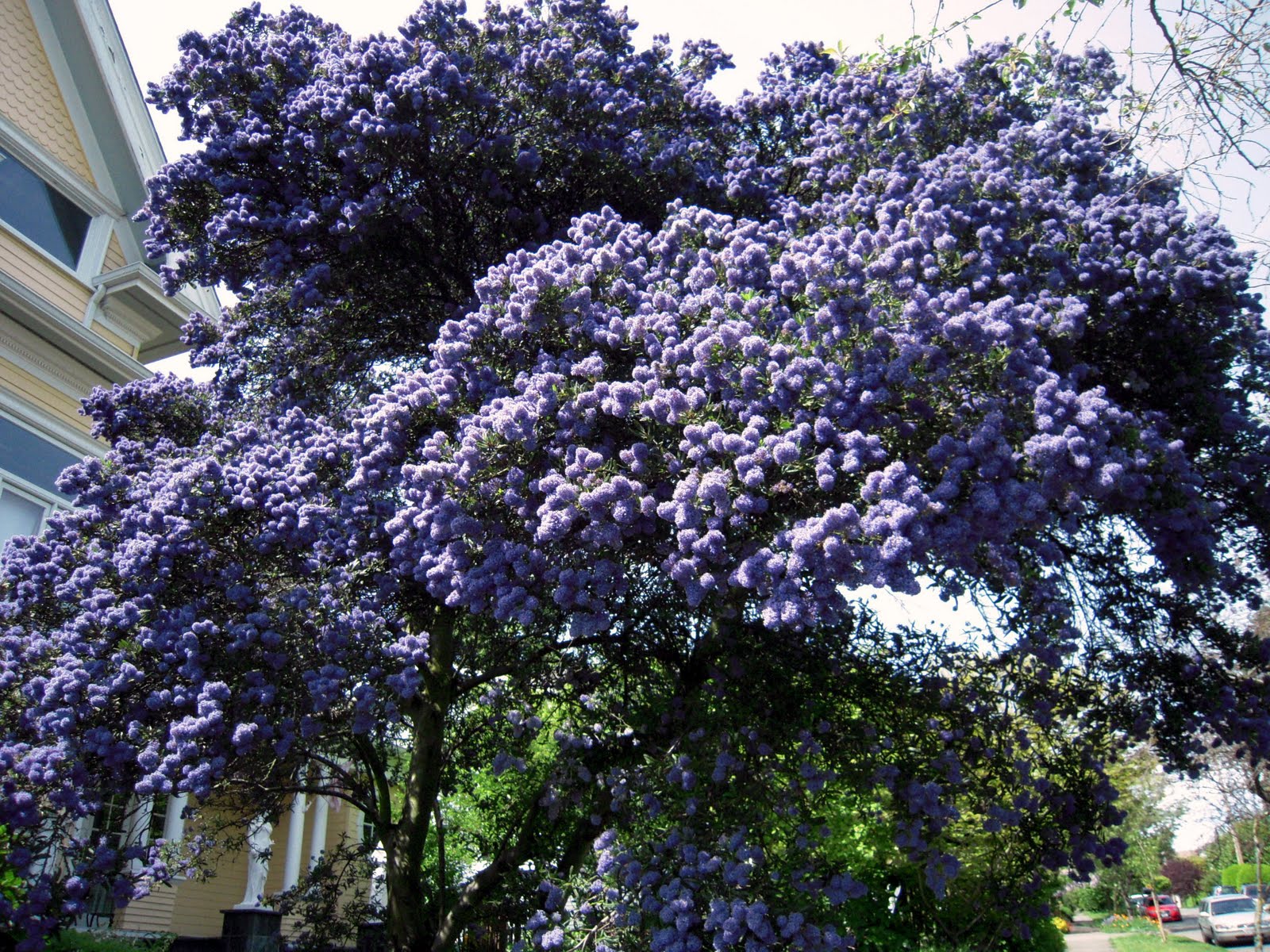 Plants flowering in may