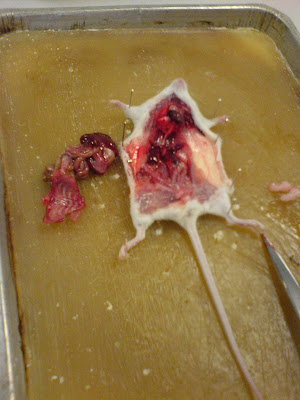 Fanos' MCB Blog: Mouse (mus musculus) anatomy dissection