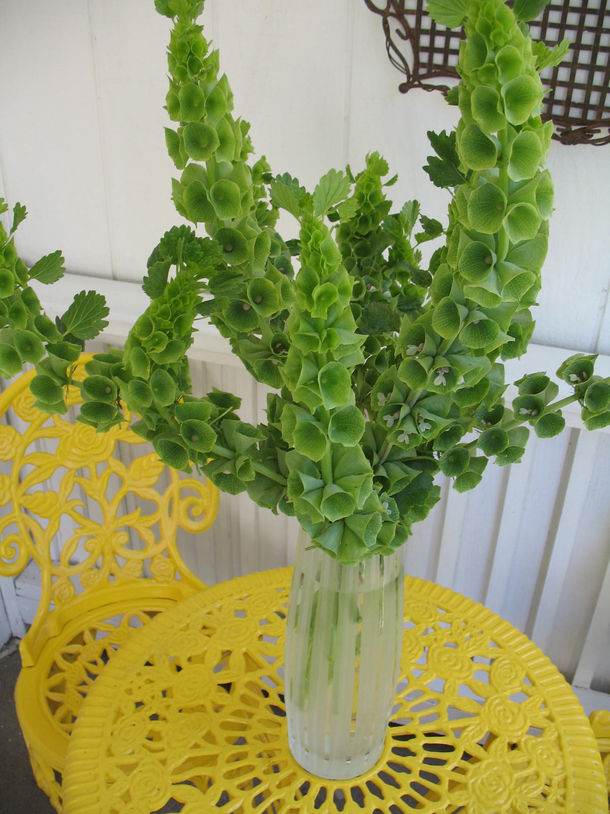 Bay Area Tendrils A Perfect Shade of Apple Green Bells of Ireland