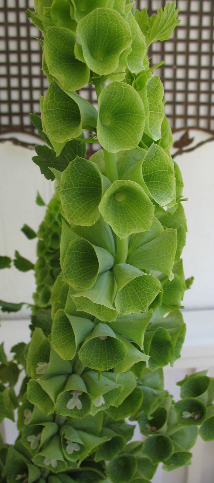 Bay Area Tendrils A Perfect Shade of Apple Green Bells of Ireland