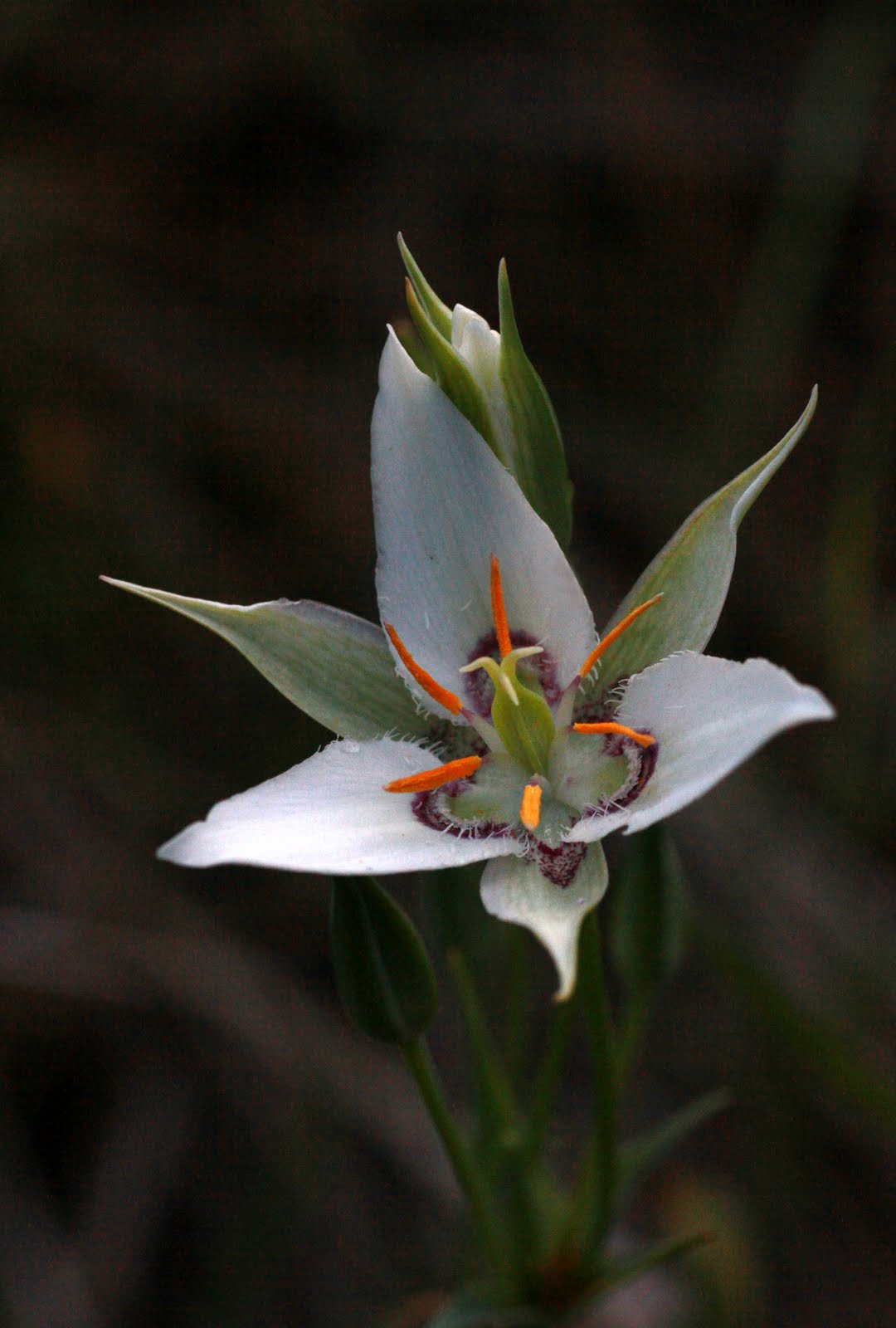Serendipity and Orchids Washington Native Orchid Society Fieldtrip