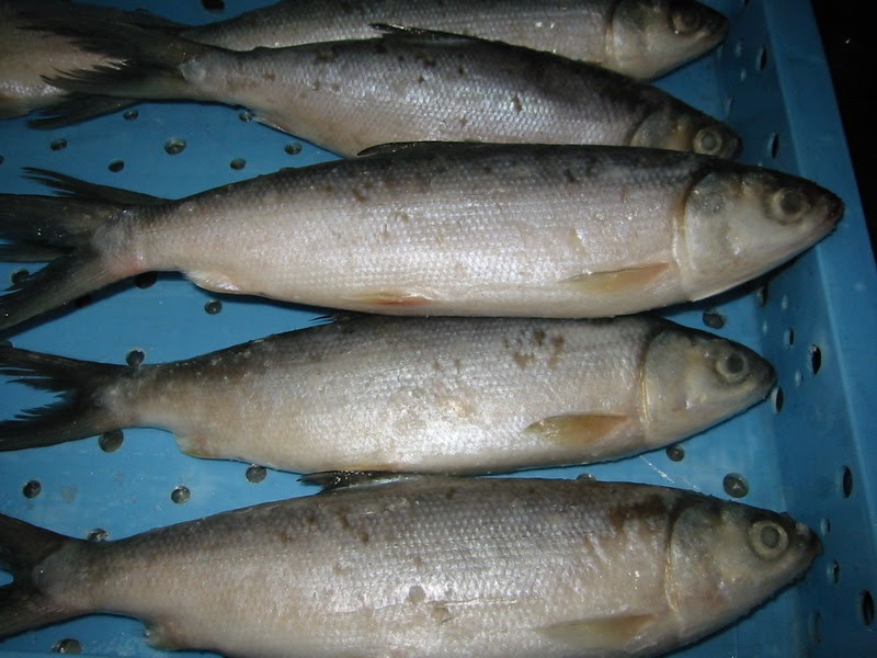 JUAL IKAN BANDENG SEGAR GALLERY IKAN JUAL IKAN BANDENG JUAL IKAN BANDENG SEGAR GALLERY IKAN JUAL IKAN BANDENG