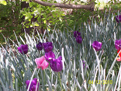 Purple and pink Tulips