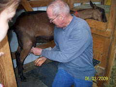 Randy milking one of the goats