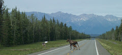 Moose Cow and her calf