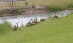 Geese near our camp