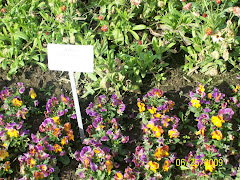 Violas at the botanical garden