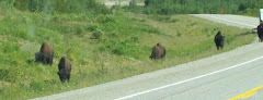 Heard of five buffalo on the road