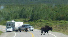 One buffalo was determined to get across the road in front of us