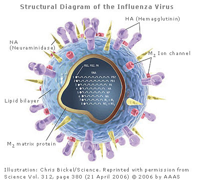 virus_influenza1.jpg