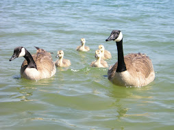 Take your family out for a swim!