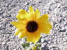 Stranger Teachings January