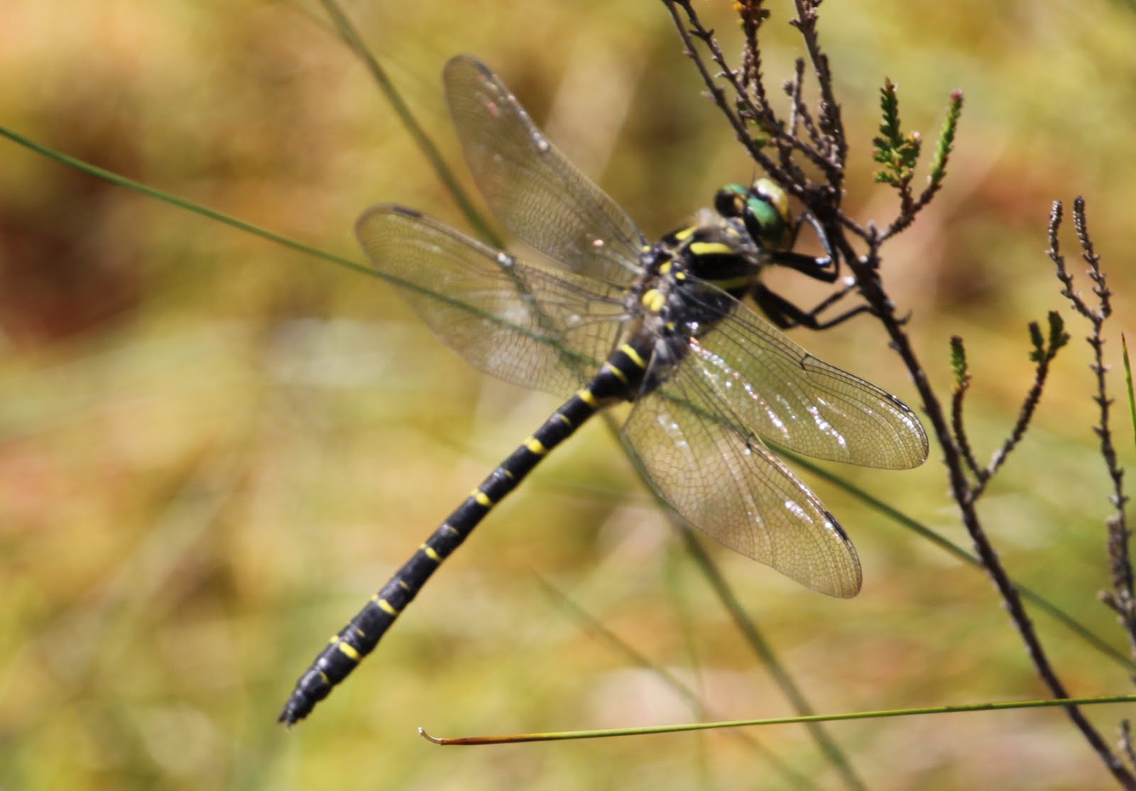 UK Butterflies and Dragonflies Glen Affric Dragonflies
