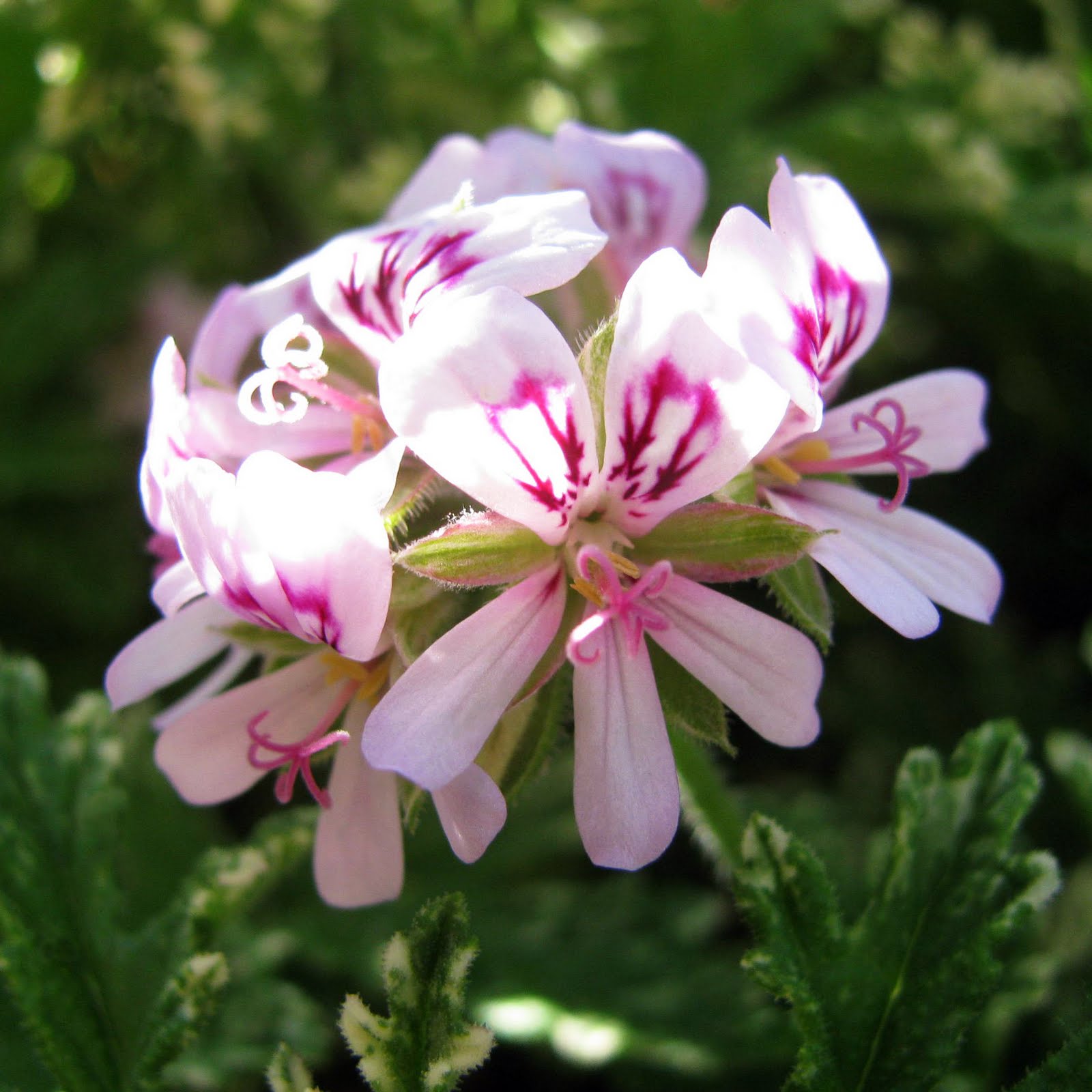 Герань fragrant Frosty