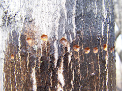 Uncommon woodpecker