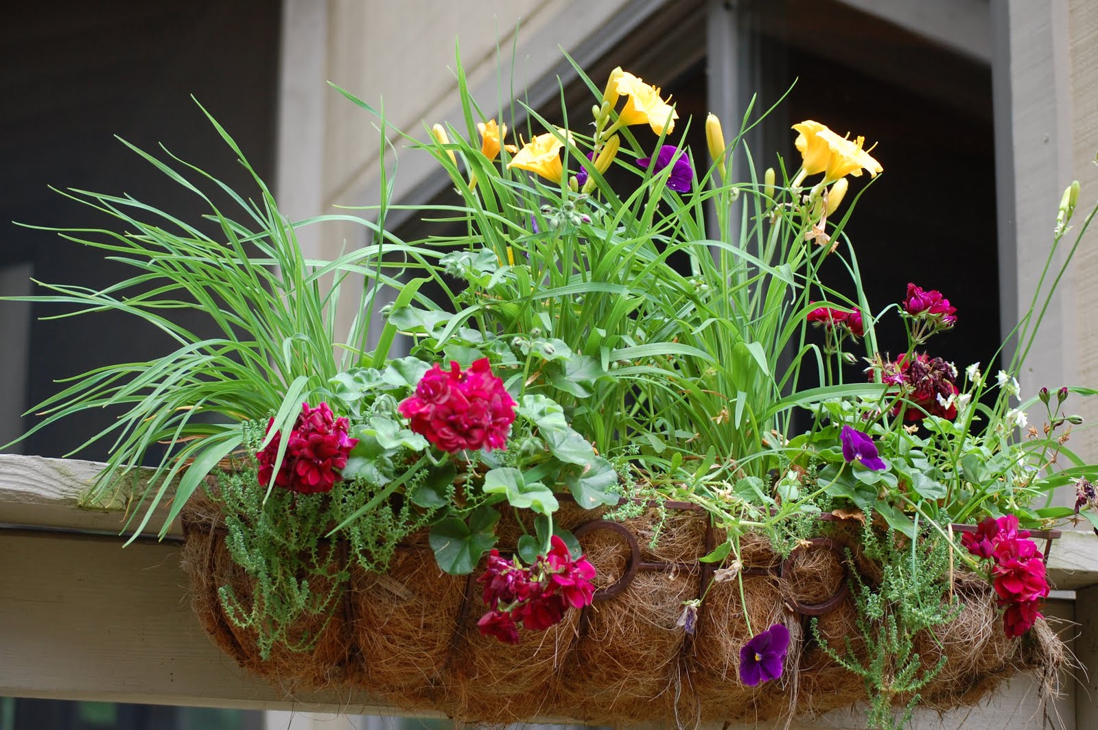 Wrensday multipurpose plants