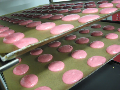 Macarons ready for the oven