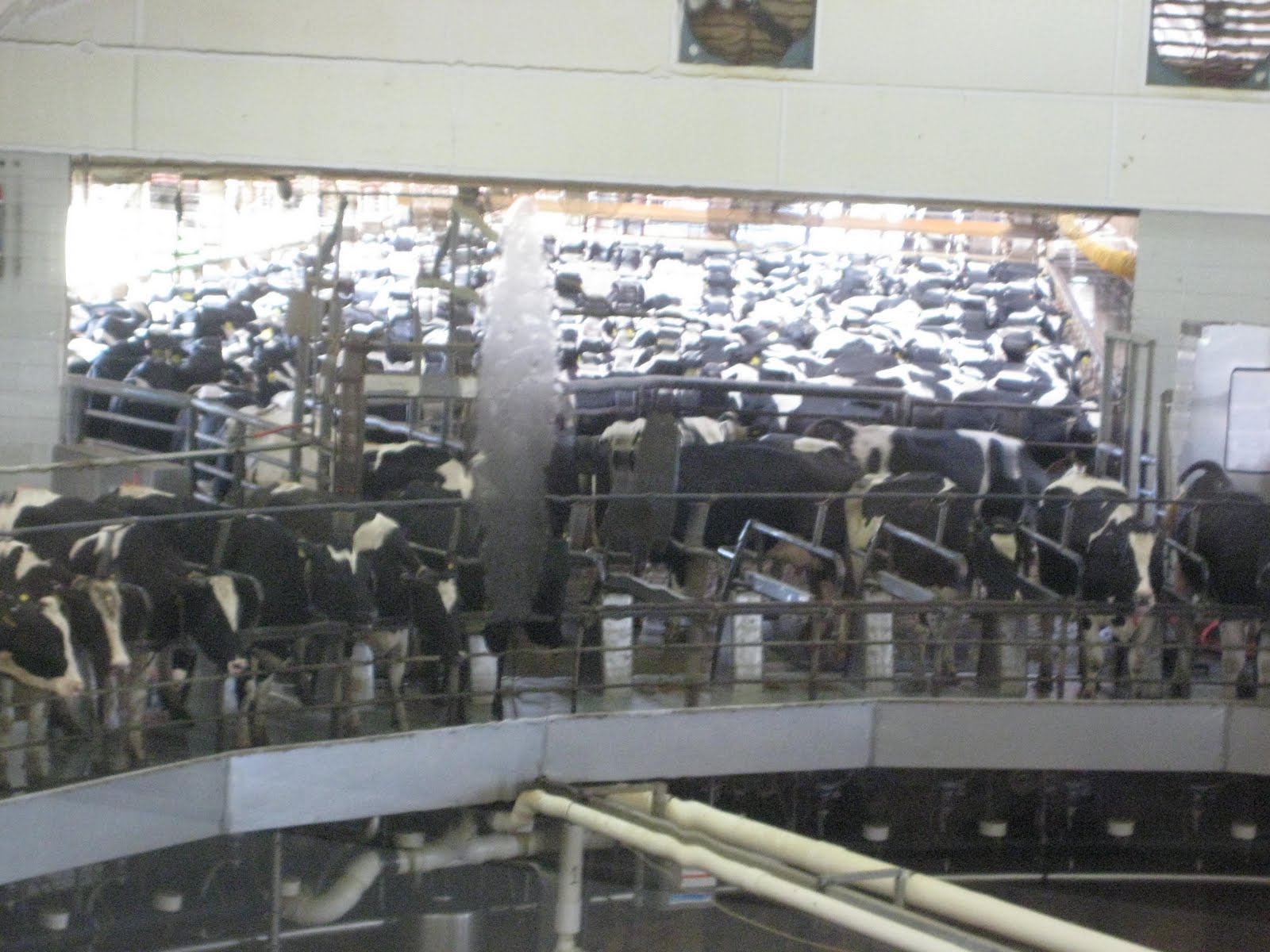 Jack Allen Fair Oaks Cow Farm, Indiana