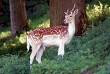 Fallow deer live in the valley, but you'll be lucky to  see one