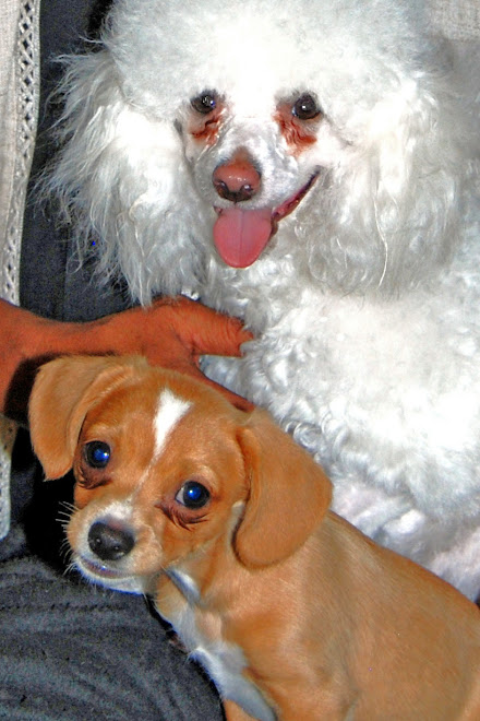 Angel Eyes & Sunny