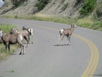 Deers on the Road