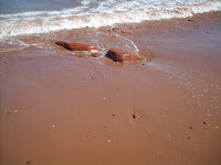 Red Sand and Red Rocks complimented by Blue Ocean Red Sand and Red Rocks complimented by Blue Ocean