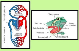 Bio Pensamentos: Circulação Simples e Circulação Dupla