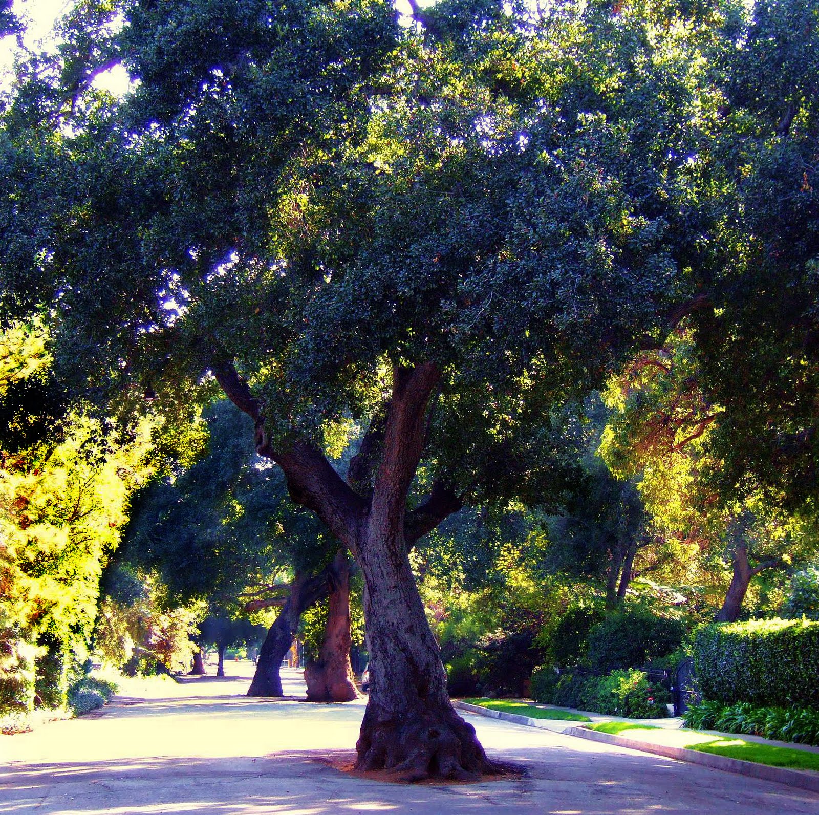 Glimpses of South Pasadena A Treehugger's Paradise in South Pasadena