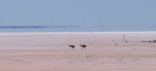Distant  Emus