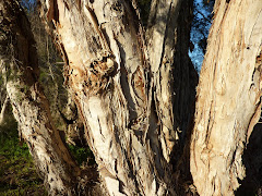 Paper Bark