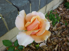 apricot rose