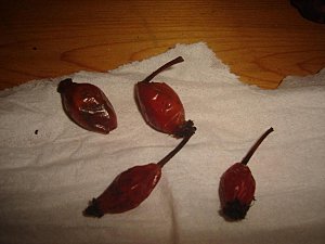 Chinchilla Alimentation