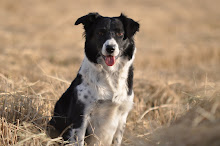 Coby Cowgirl (7)