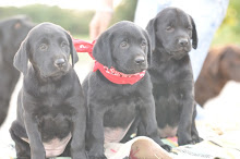 Black Lab Pups