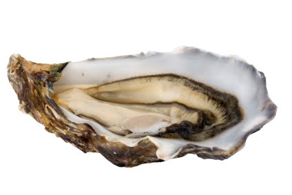 [oyster.jpg]