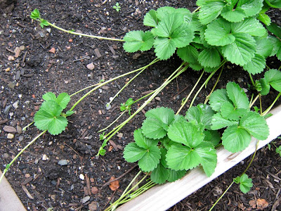 strawberry runners