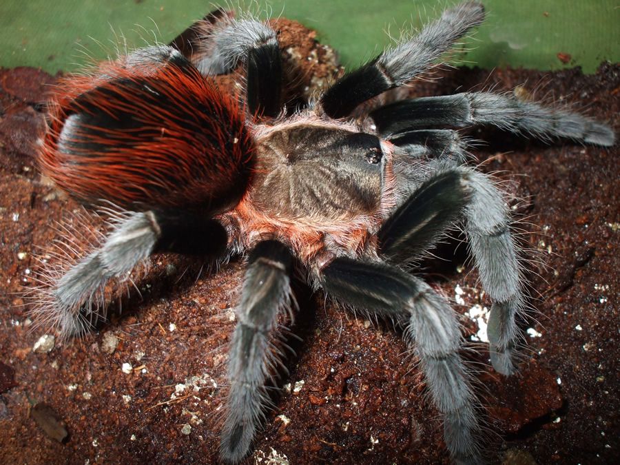 Crazy Exotic Pet For Sale: Mexican Red Rump Tarantula (MRR)