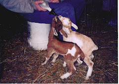 Bottle Feeding the Kids