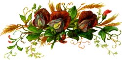 [sweet-pea-blooms.jpg]