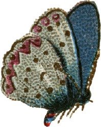 [blue-butterfly.jpg]